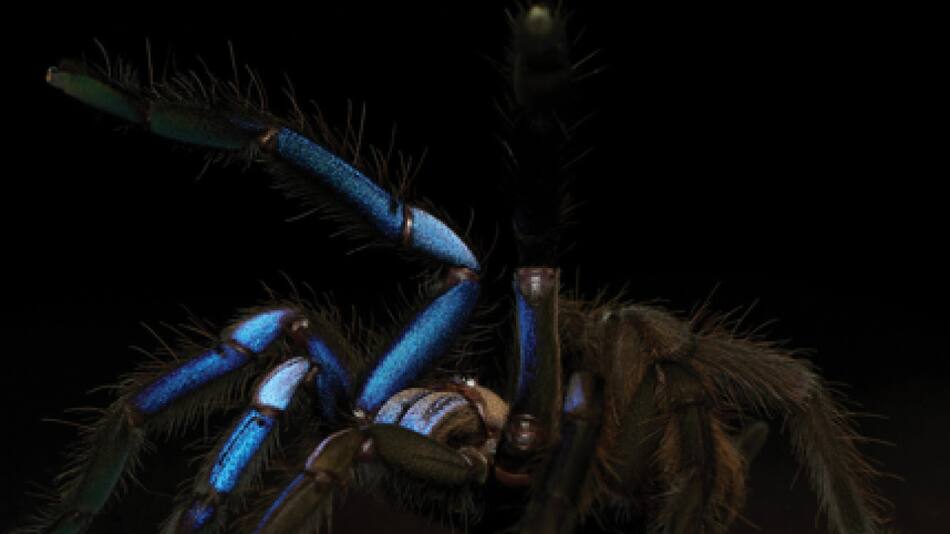 Es una de las pocas especies con colores llamativos. Foto: Zookeys.