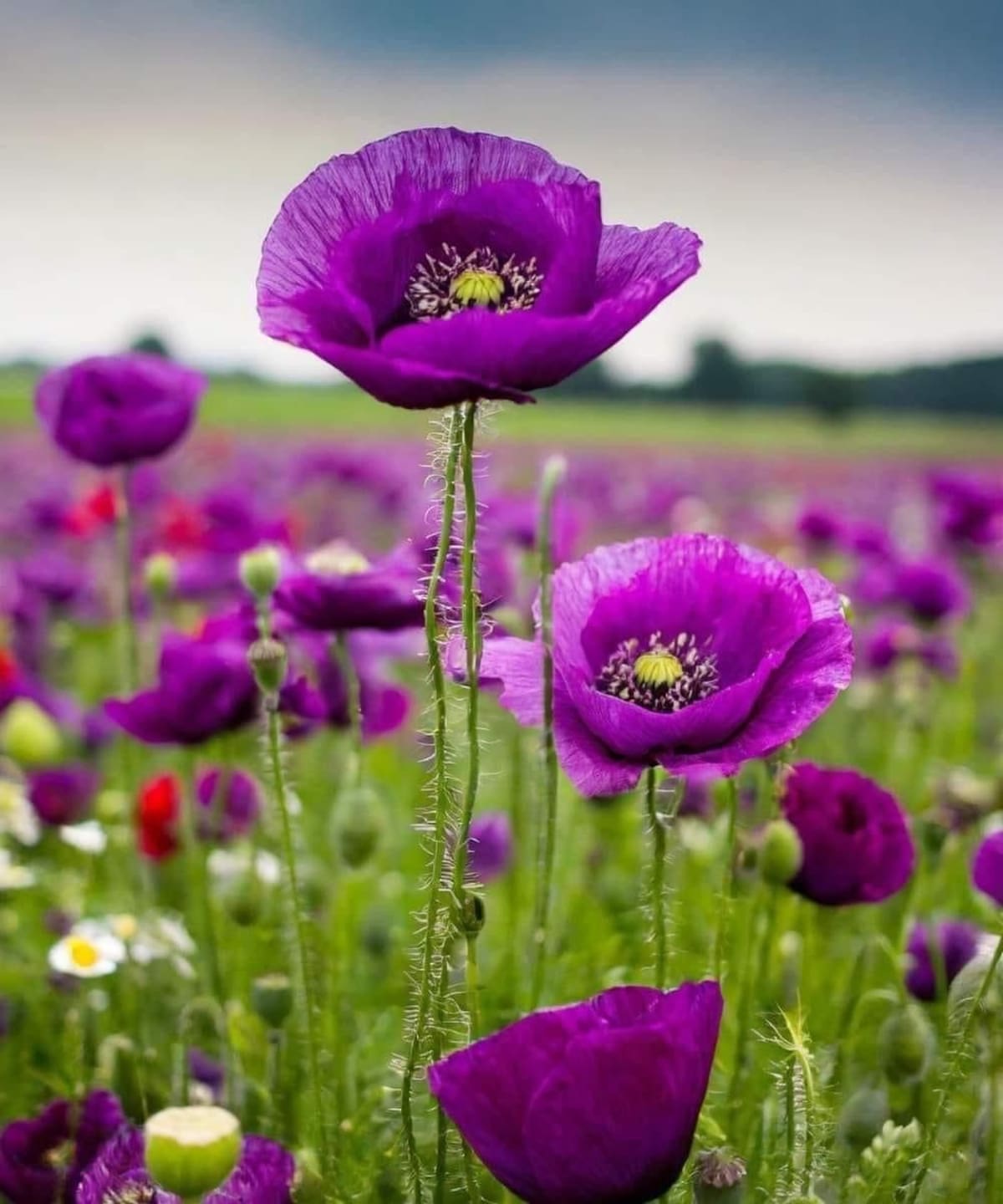 La amapola es una flor asociada con la esperanza, la renovación y los nuevos comienzos.