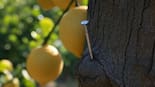 Un clavo en un limonero: para qué sirve y cuál es el efecto que produce en el árbol