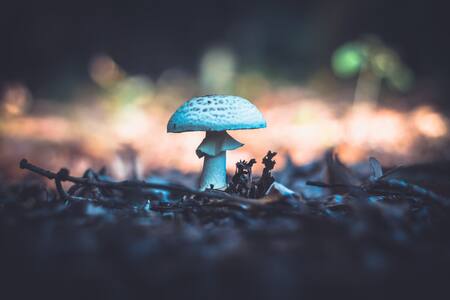 Los hongos de la muerte son conocidos científicamente como Amanita phalloides, Unsplash.