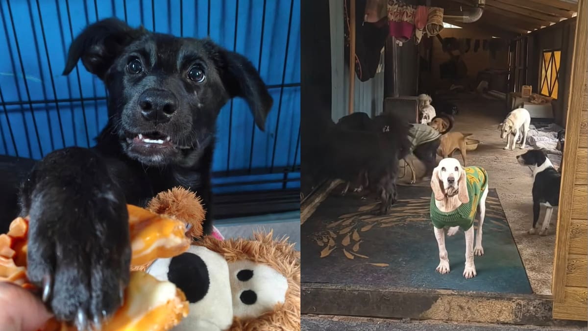 El refugio Aperrando El Peral funciona en la localidad chilena de Ninhue, donde Catalina y Gabriel dedican sus días a alimentar, proteger y brindar atención veterinaria a 69 perros.