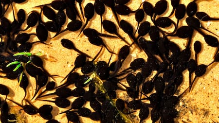 El renacuajo más antiguo: científicos encontraron un fósil de unos 161 millones de años