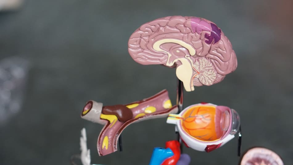 Una de cada 50 mil personas sufre de ataxia. Foto: Unsplash.