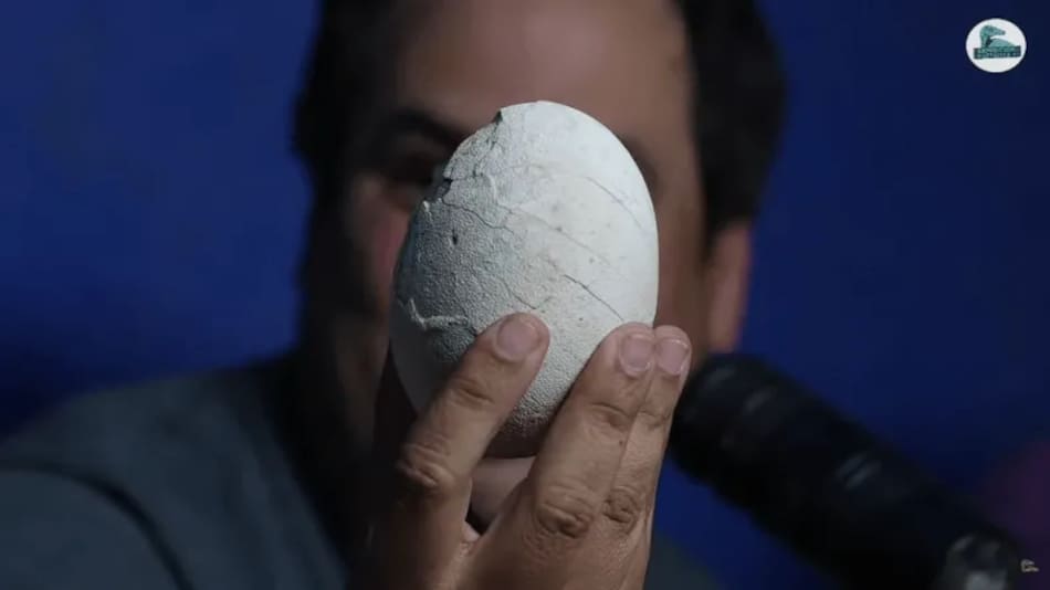 Primer huevo de dinosaurio carnívoro hallado en Argentina.