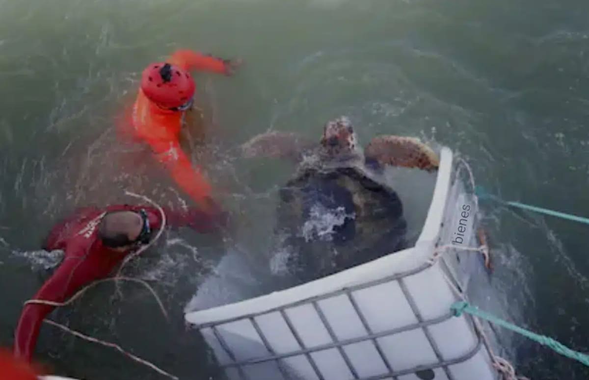 Liberaron al tortugo Jorge. Foto: Noticias Ambientales.