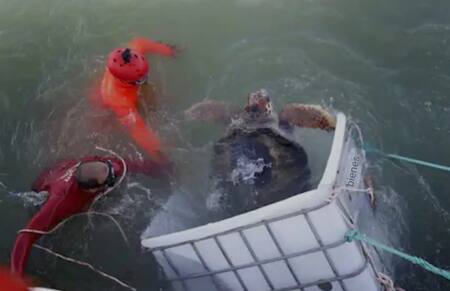 Liberaron al tortugo Jorge. Foto: Noticias Ambientales.