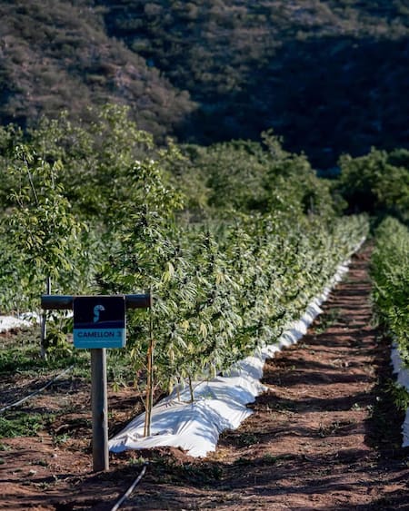 Turismo cannábico en Argentina. Foto: Instagram @unge.arg