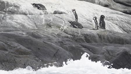Pingüinos de Humboldt en Chile. Foto: EFE.