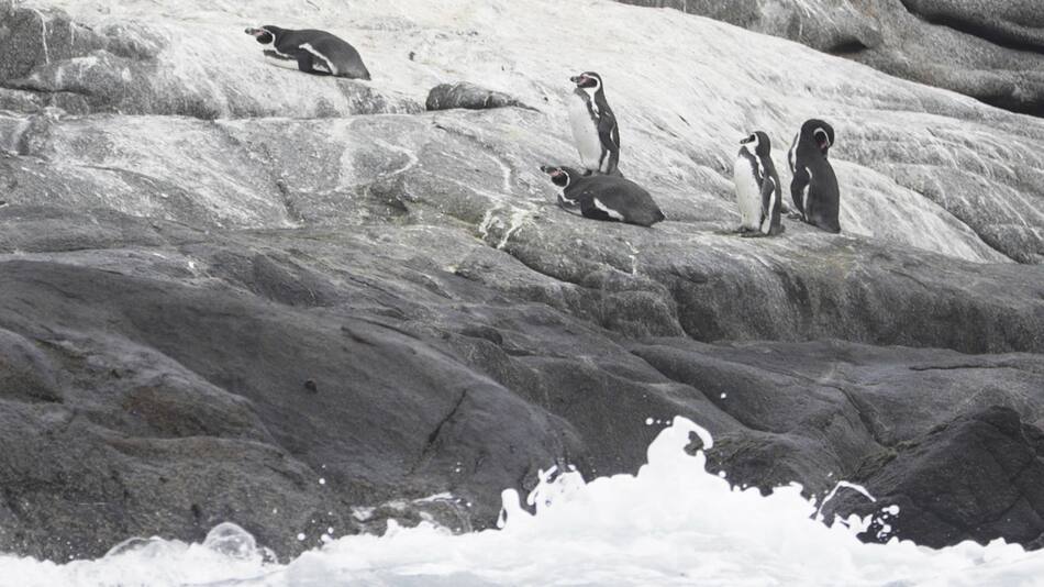 Pingüinos de Humboldt en Chile. Foto: EFE.
