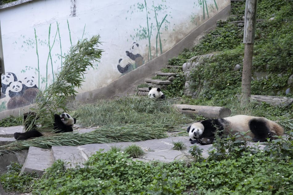 Osos pandas gigantes. Foto: EFE.