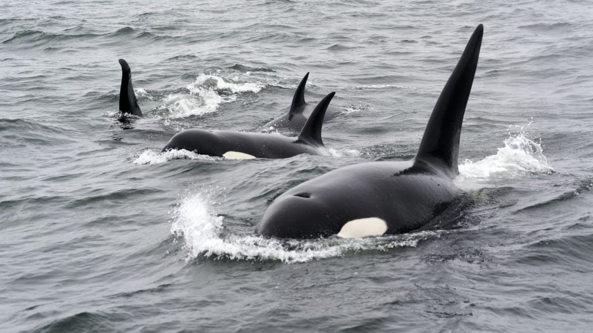 Un grupo de orcas. Foto: Unsplash