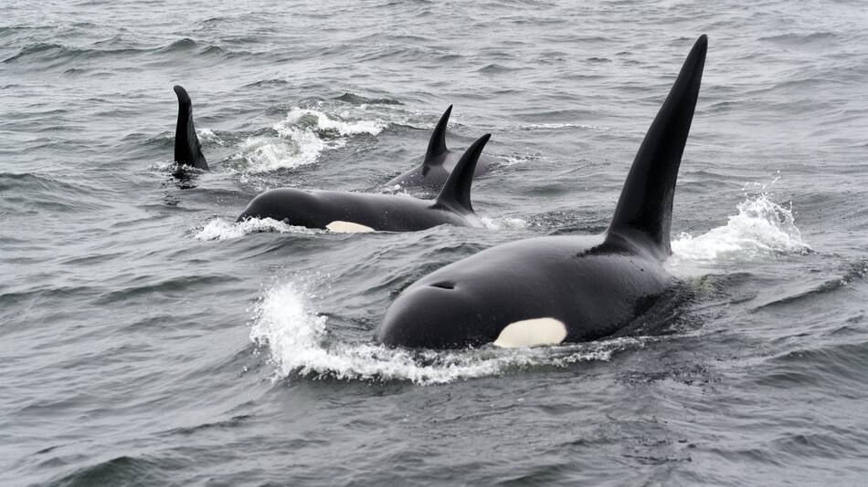Un grupo de orcas. Foto: Unsplash