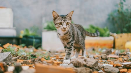 El lugar donde se coloca la caja de arena del gato es clave para su bienestar. Foto Pexels.