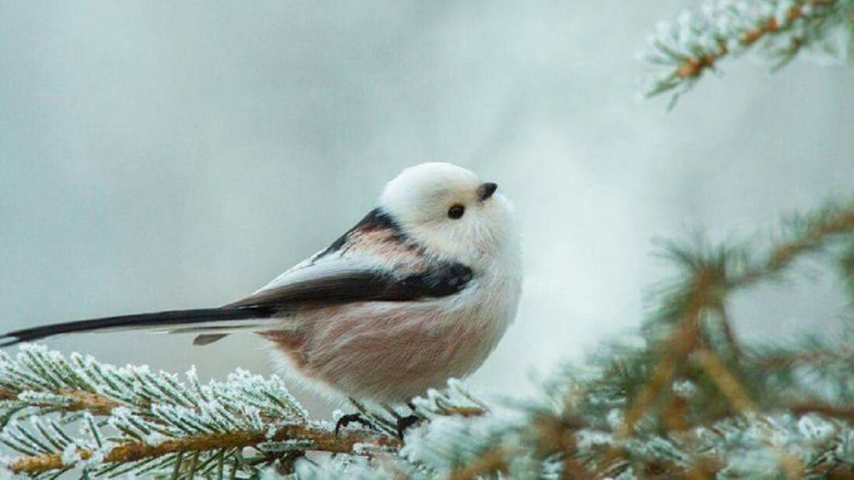 Habita en Japón, tiene plumaje blanco y mirada inocente: cómo es el "Hada de la Nieve", el pájaro más maravilloso del mundo