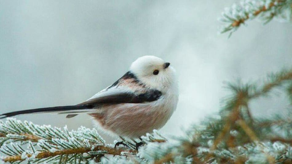 Pájaro "hada de la nieve". Foto: Pinterest.