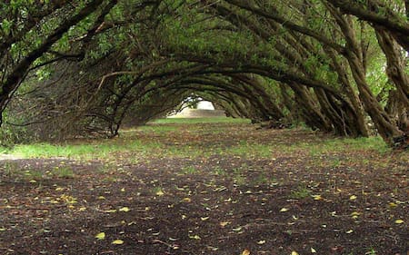Bosque energético Miramar. Fuente: Turismo Miramar.