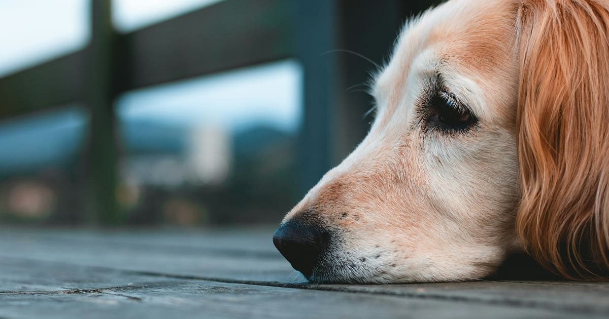 Googie Perro Cuidado de nuestra mascota: desde qué edad se considera a un perro ...