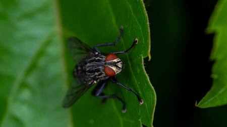 Moscas, insecto. Foto: Unsplash