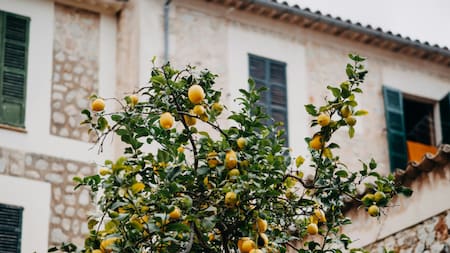 Limonero. Foto: Unsplash