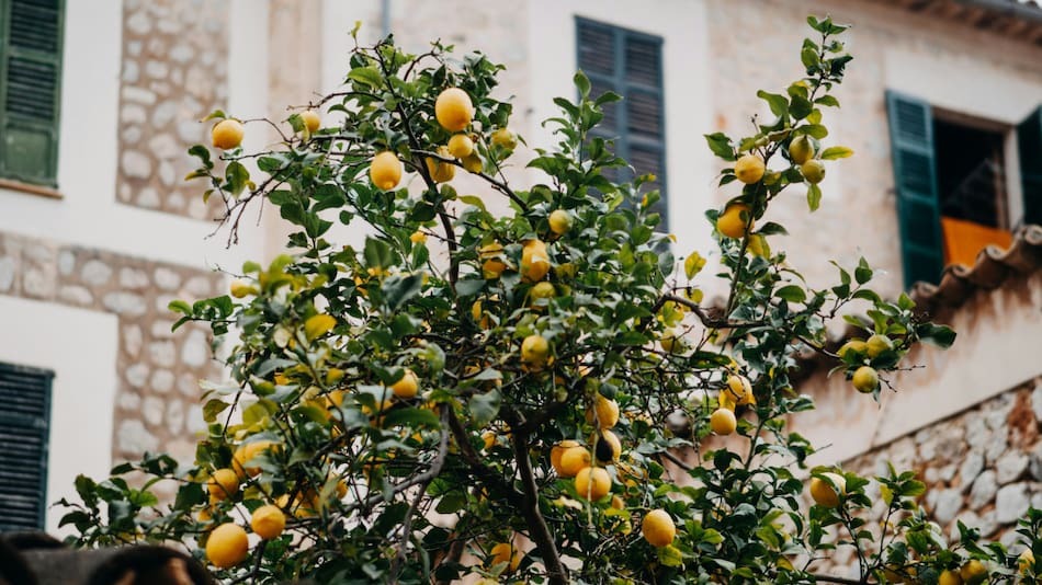 Limonero. Foto: Unsplash