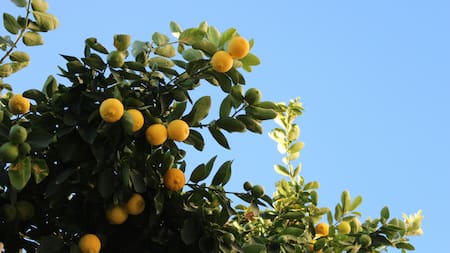 Las ramas del limonero suelen tener espinas duras y gruesas.
