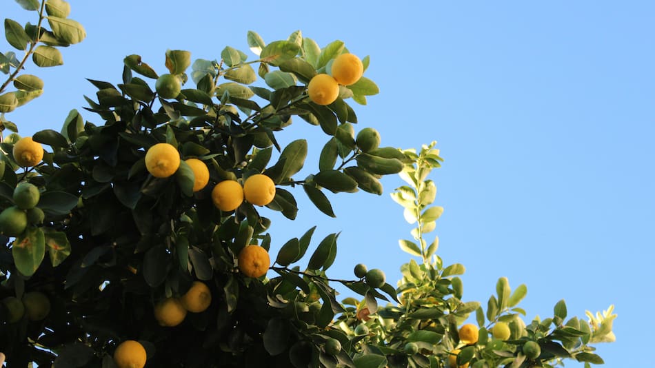 Las ramas del limonero suelen tener espinas duras y gruesas.