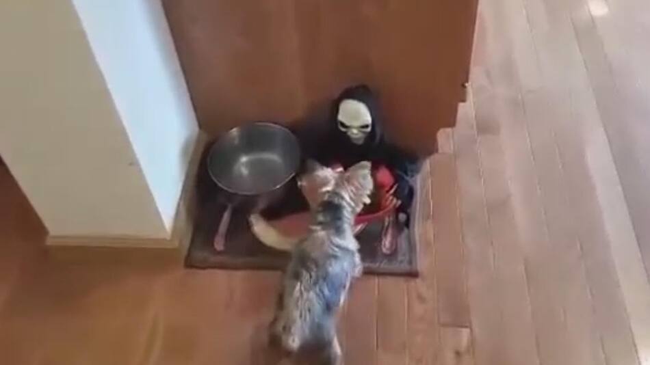 Reacción de un perro ante una broma por Halloween