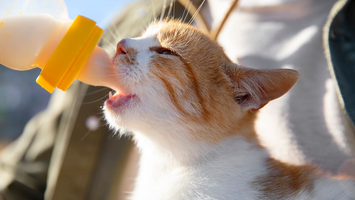 ¿Es bueno o malo darle leche a un gato?