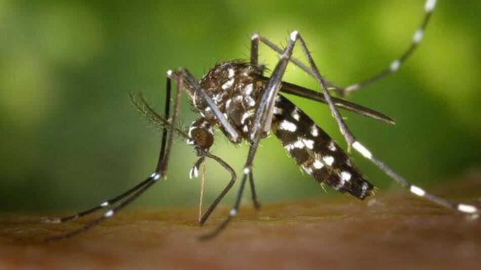 Desarrollan pintura anti mosquitos