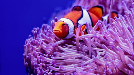 El pez payaso cuenta las franjas de otros peces. Foto Unsplash.