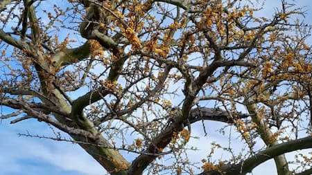 Árbol chañar. Foto: Instagram/parquenacionalansenuza