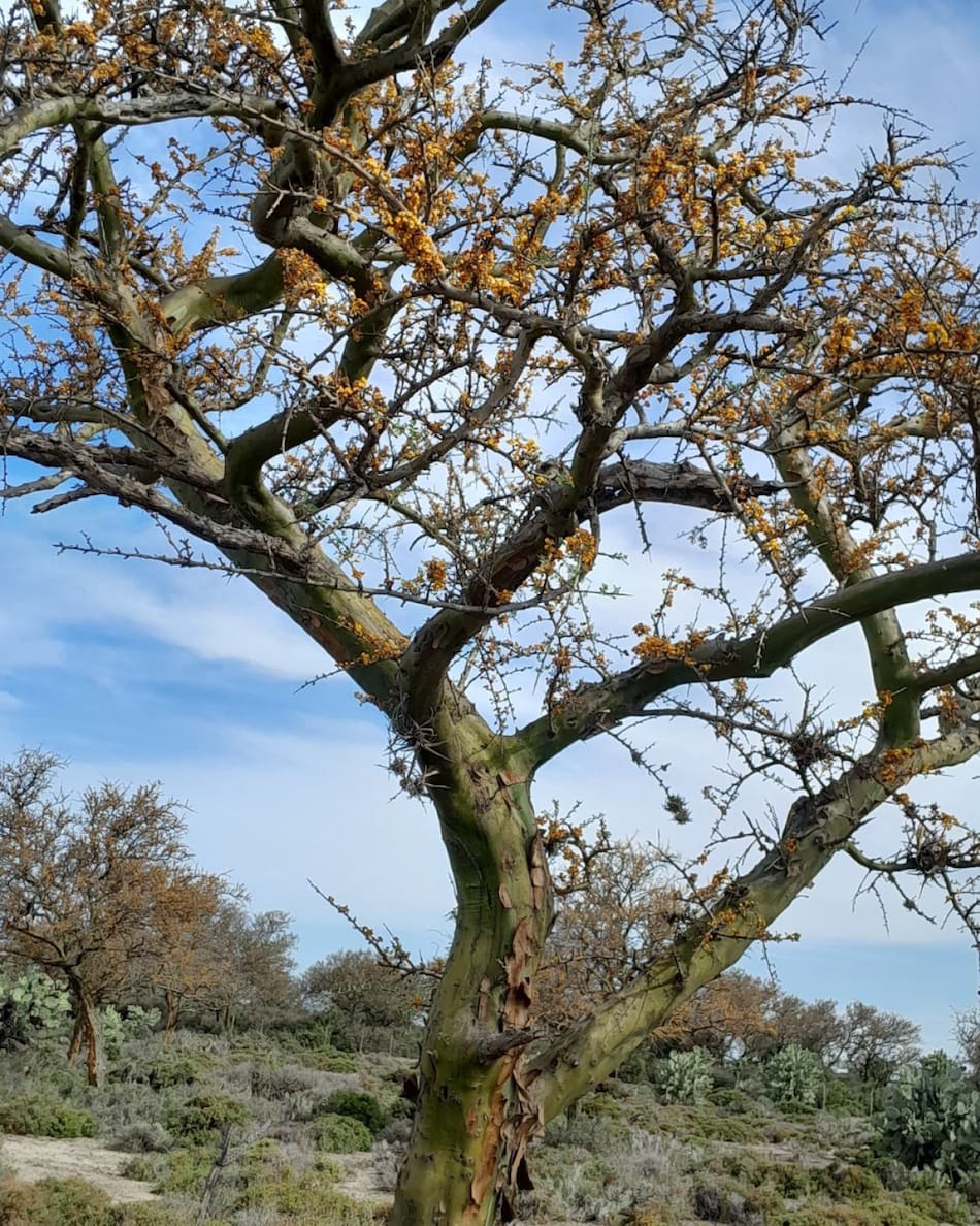 Árbol chañar. Foto: Instagram/parquenacionalansenuza