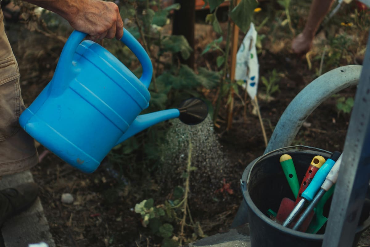 huerta, plantas, tierra. Foto: Unsplash