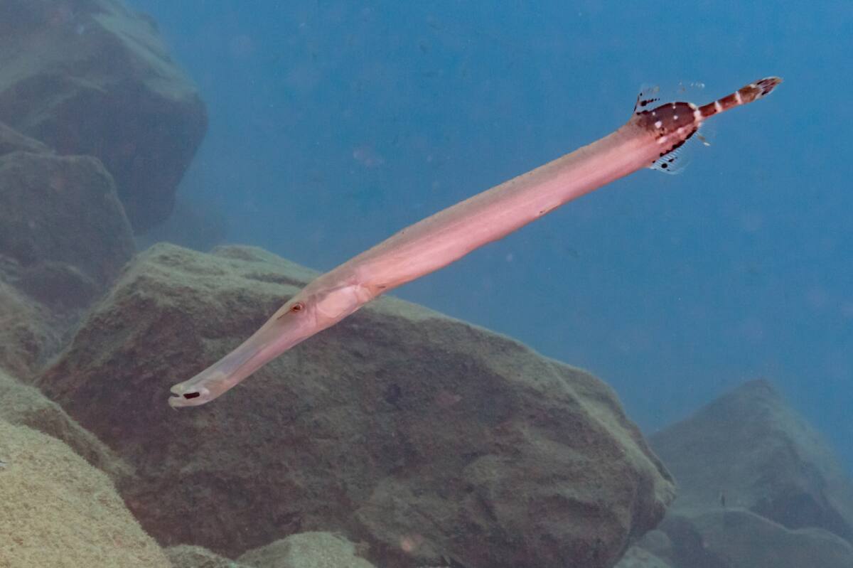 Pez trompeta. Foto: Wikipedia.