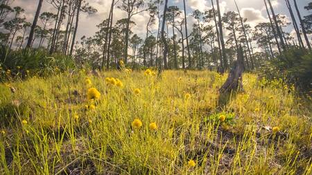 Plan para construir campos de golf en parques estatales. Foto: EFE.