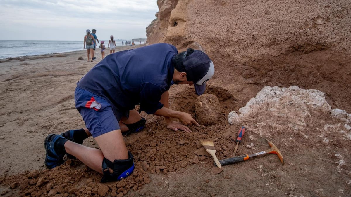 “Paleontólogos en la Arena”: una experiencia turística para descubrir fósiles en Las Grutas.