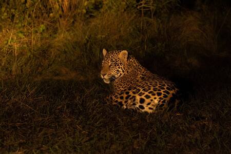 Yaguareté. Foto: X/@RewildingArg