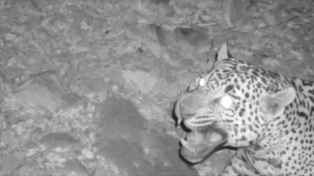 Jaguar de Arizona. Foto: EFE.