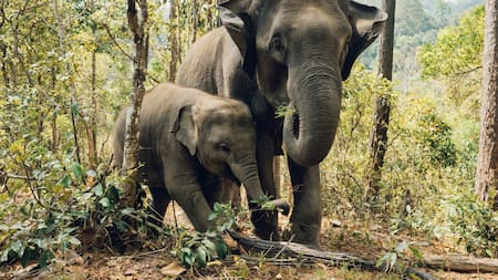 Elefantes, animales, peligro de extensión. Foto: Unsplash