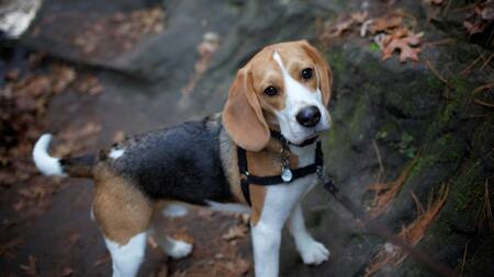 Beagle; perro; mascota. Foto: Unsplash.
