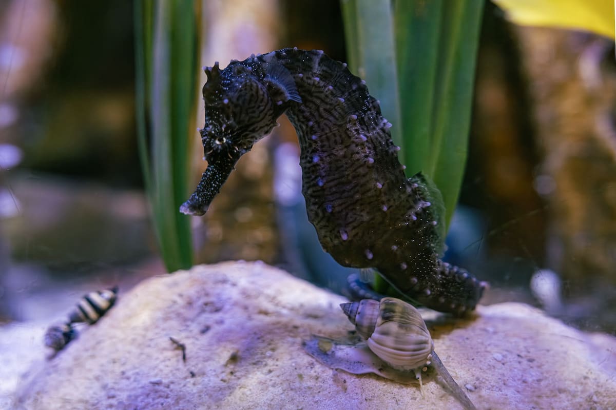 Caballito de mar.