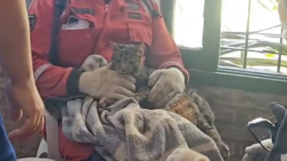 El gato rescatado en el derrumbe del hotel Dubrovnik. Foto: X.