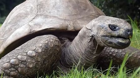 Esta tortuga ingresó a los Récords Guinness como el animal terrestre más antiguo del que se tenga registros. Foto: Guinness World Records.