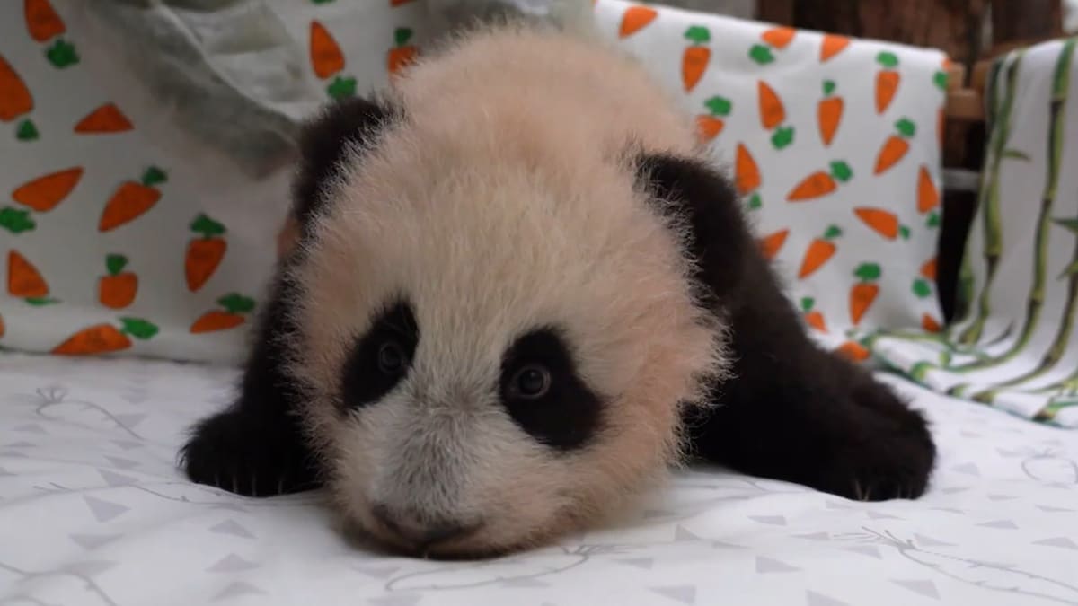 El oso panda bebé crece muy bien. Foto: captura video Viory/canal Telegram de Svetlana Akulova @ svetlanaakulova1