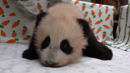 El oso panda bebé crece muy bien. Foto: captura video Viory/canal Telegram de Svetlana Akulova @ svetlanaakulova1