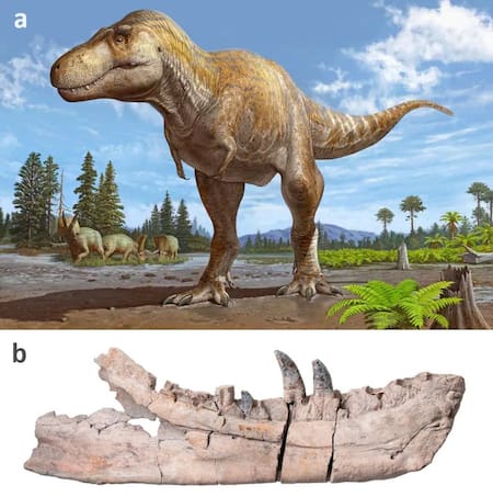 A: el dinosaurio perteneciente a la familia del T.rex. B: los restos encontrados en Nuevo México. Foto: X.
