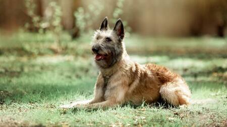 Pastor Belga Laekenois. Fuente: Web @sugarsweetgeorgiapuppies