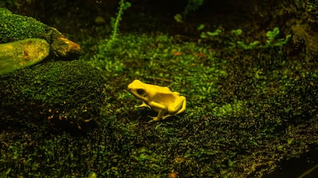 La rana dardo es el animal más venenoso del mundo. Unsplash.