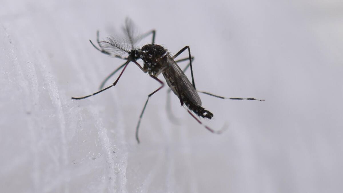 Dengue. Foto: EFE.