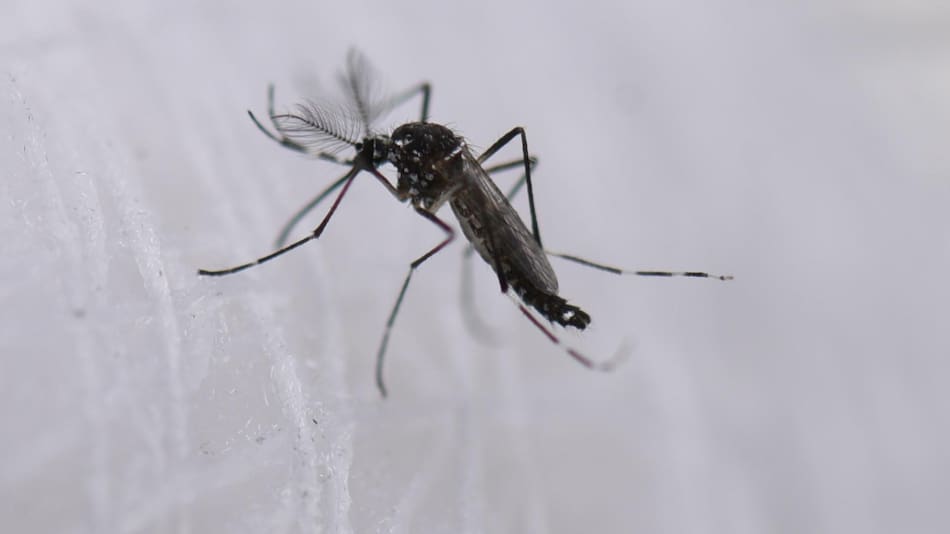 Dengue. Foto: EFE.